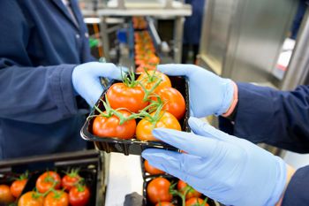 Workers packing ripe red vine tomatoes on a production line